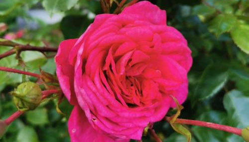 Ferienappartement Stutz - Foto 4