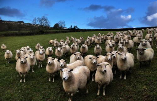 Nantgwynfaen Organic Farm Wales - Photo 40