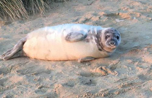 Seymour Cottage - Foto 9