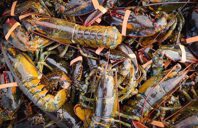 Lucky Stone Retreat - Private Beach & Acadia View - Photo 29