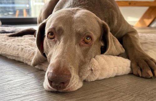 Ferienhaus Laura 70qm bis 5 Gäste mit Fass-Sauna, Whirlpool April bis Oktober, 75qm Terrasse und eingezäunten Garten Haustiere willkommen - Photo 8