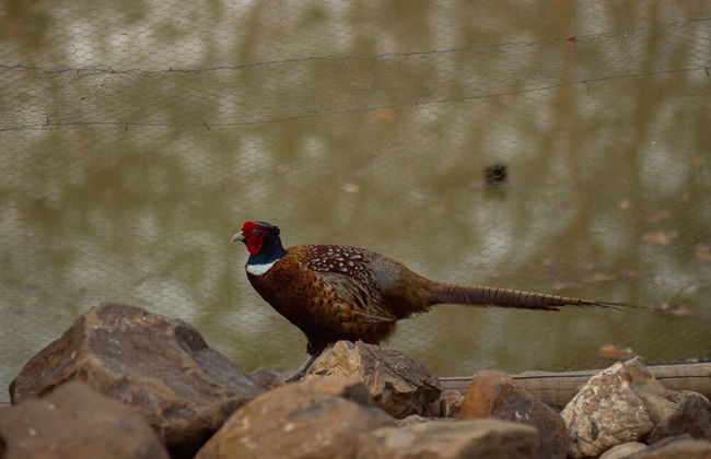 Hotel Fazenda Estancia Torre De Pedra - Foto 52