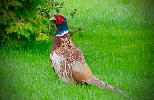 Luxury Accom With Pool Henbury Macclesfield - Photo 33