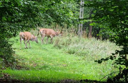 Apartament u Joli - Foto 15