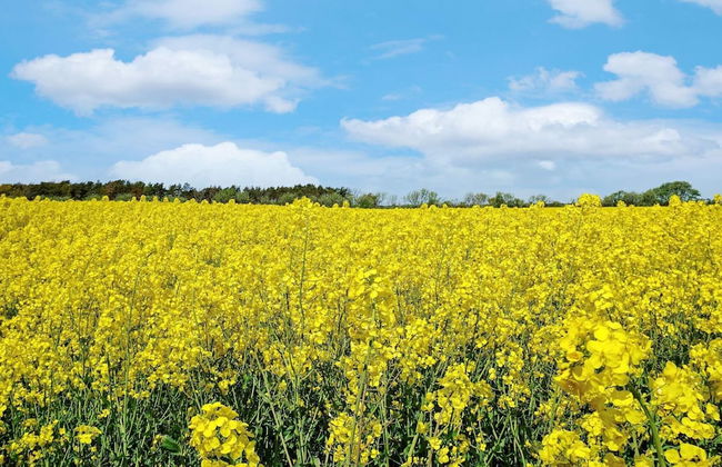 4 Person Holiday Home in Hemse - Foto 3