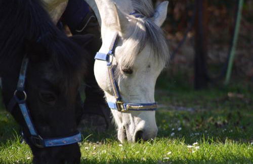 Ferienwohnung Süderfeld - Foto 8