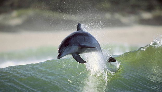 Safari en moto acuática y parasailing - Foto 5