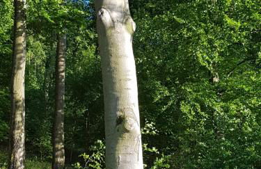 Pilgrims "Elfriede"- freundliche Unterkunft - Foto 16