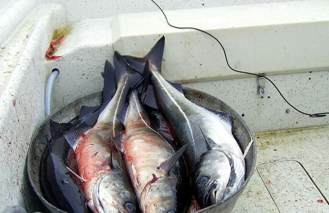 6 Person Holiday Home in Bostad-by Traum - Foto 23