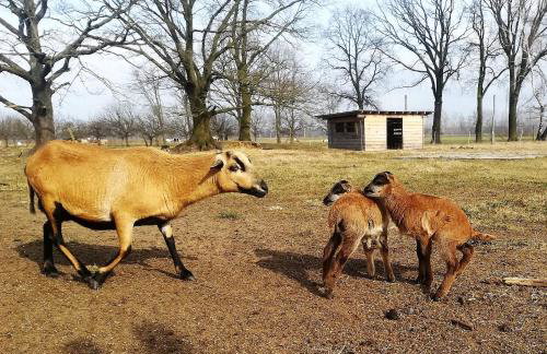 Ferienhof Idyll am kleinen Fließ - Foto 6