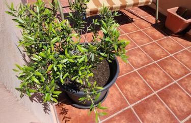 Los Girasoles - Foto 22