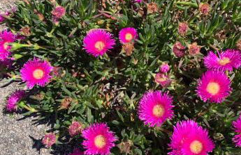 Maison de plage - Foto 26