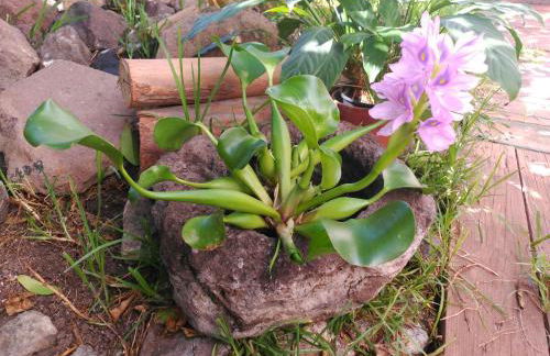 Villa Canaria piscina jacuzzi jardín - Foto 42