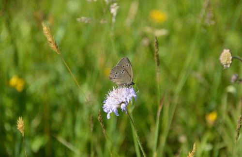 Ferienwohnung Wild - Foto 31