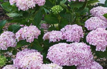 Casa Virginia - Foto 48