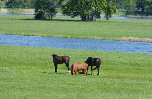 Zum Froschteich - Foto 12