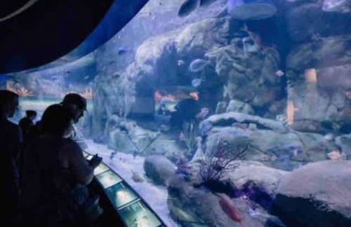 Ruzafa experience Oceanografic ciencias - Photo 45