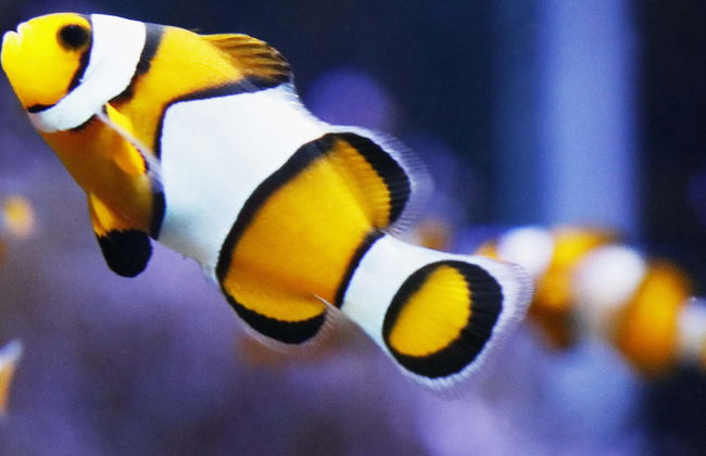 Ingresso do aquário de O Grove - Foto 1