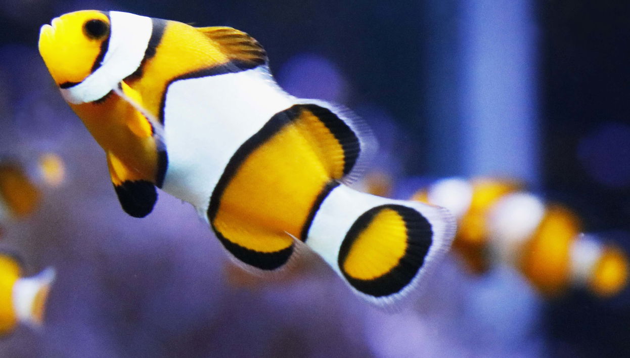 O Grove Aquarium Entrance Ticket