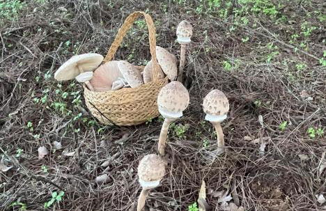 La casa de la encina - Foto 38