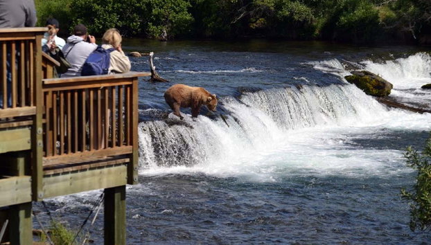 Avistamiento de osos grizzly - Foto 5, Vistas desde la plataforma de avistamiento