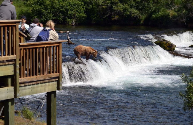 Avistamiento de osos grizzly - Foto 5