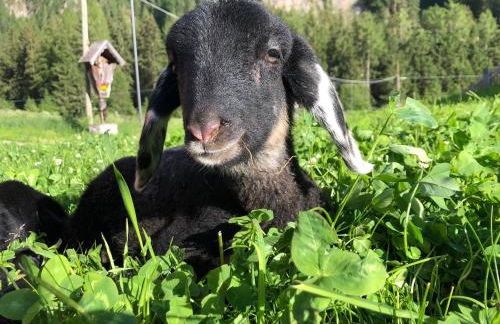 Ferienwohnungen Unterangerhof - Photo 28