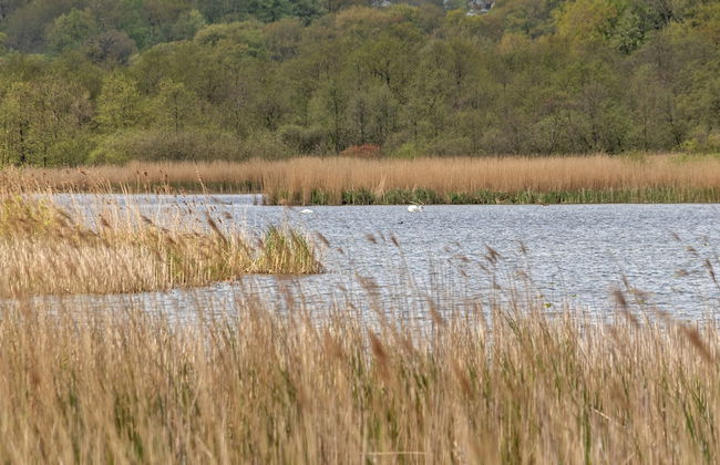 The Old Mill - By the Lake - Foto 48