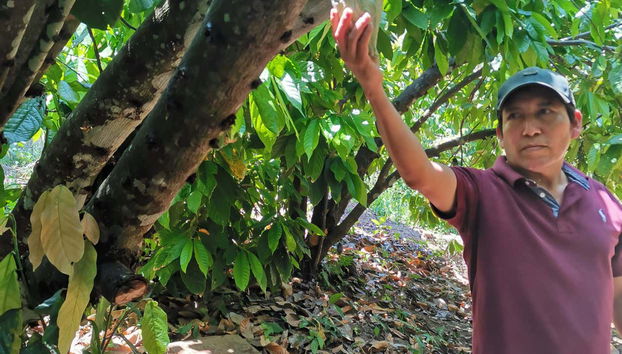 Piantagione di cacao