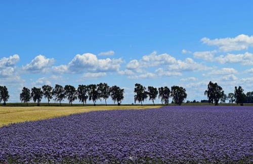Ferienwohnung auf Insel Poel - Foto 38