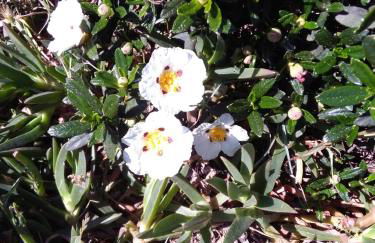 Casa Brisa Suave - Foto 28