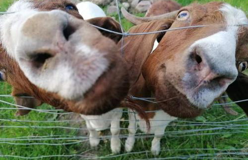 Gierszówka Smak&Relaks - Foto 24