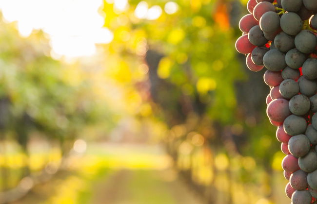 Visita alla cantina Vinícola Araucária - Foto 6