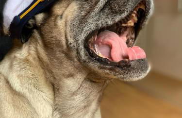 Ferienwohnung Käpt'n Pugs Kajüte auf Rügen - Foto 20