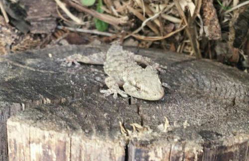 Tana di Zia Nature, Yourself, Love - Foto 61