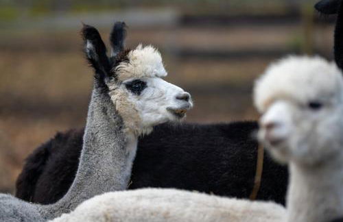 Alpaka - & Ferienhof Neukämper - Foto 21