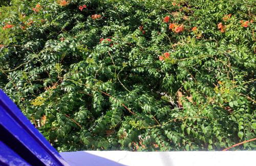 Anticlea I - Foto 45