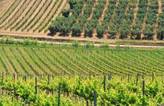 Terra di Ea - Foto 45