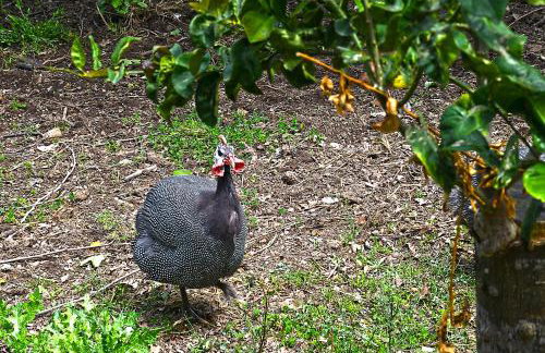 The Ranch of Ancient Ilida - Foto 12