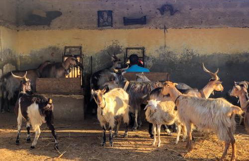 Fattoria Manostalla Villa Chiarelli - Foto 89