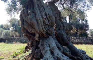Agriturismo Masseria Alberotanza - Photo 44