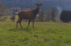 Domek u Hołąbków - Foto 38