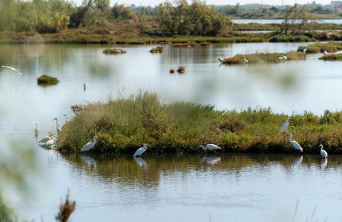 Stella di Mare - Cà Savio - Foto 49