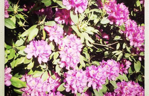 Gelbes Haus bei Mardorf am Steinhuder Meer - Foto 25