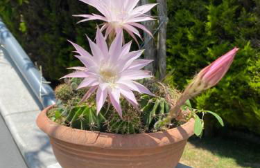 Villa Kampou - Foto 40