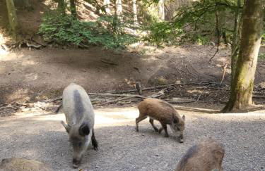 Familiehuis Dolve - Foto 113