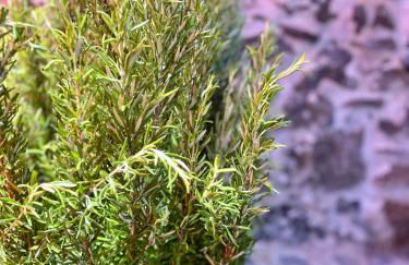 Palheiro Mar by Olá Madeira - Foto 16