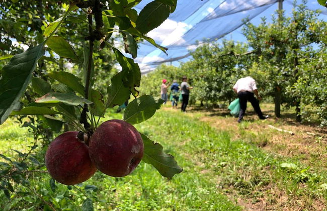 São Joaquim Apple Tour - Photo 7