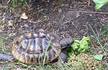 Rew Farm Country and Equestrian Accommodation - Sunset Lodge - Photo 44
