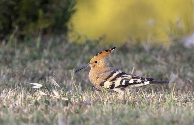 Vento Dorcia - Foto 45